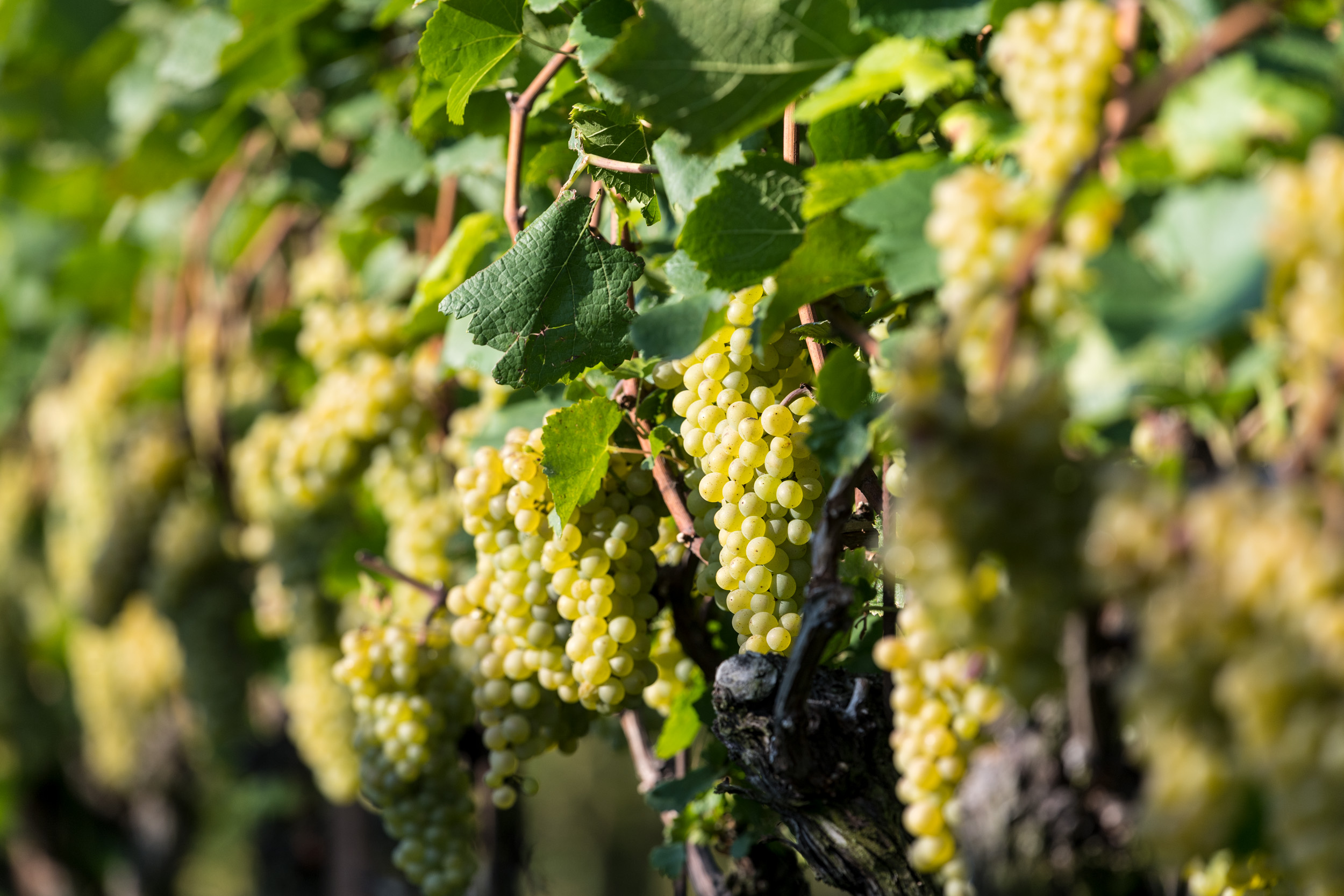 Weinreben am Lochererhof in Eppan